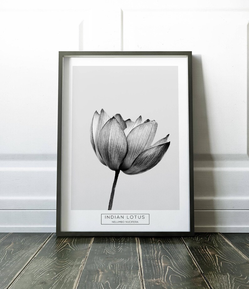 Puede incluir: Ilustraci&oacute;n en blanco y negro de una flor de loto india, tambi&eacute;n conocida como Nelumbo nucifera, sobre un fondo blanco simple.