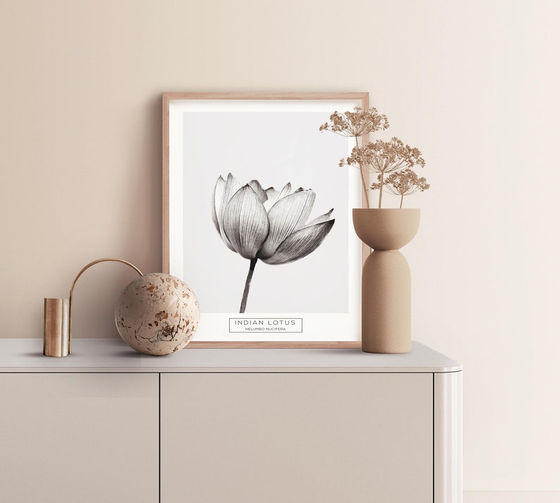 Puede incluir: Una ilustraci&oacute;n en blanco y negro de una flor de loto india, impresa en un p&oacute;ster enmarcado con un marco de madera. El p&oacute;ster est&aacute; sobre una encimera de color marr&oacute;n claro con un jarr&oacute;n decorativo y un objeto de metal dorado.