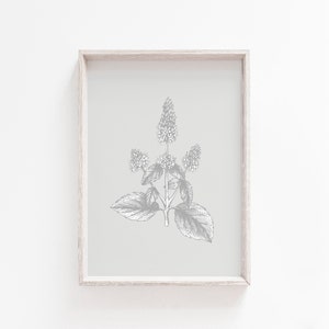 May include: A framed print of a black and white botanical illustration of a mint plant on a light gray background.