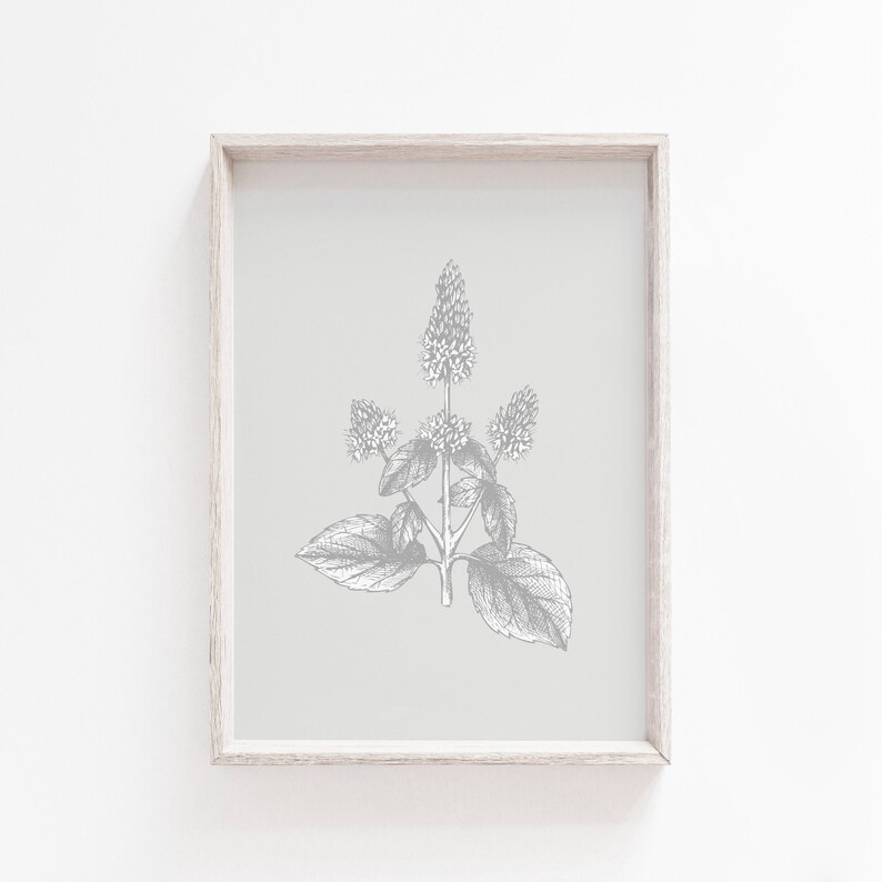 May include: A framed print of a black and white botanical illustration of a mint plant on a light gray background.