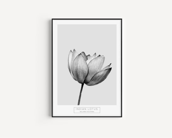 Botanical Print, Wall Art Print, Black White Print, Black White Art, Botanical Wall Art, Flower Wall Art, Minimalist Print, Lotus Print, Art