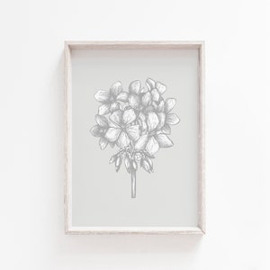 May include: A framed print of a black and white line drawing of a cluster of flowers on a light gray background.