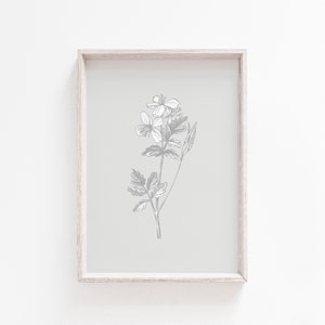 May include: A framed print of a botanical illustration of a flower with gray leaves and white petals on a light gray background.