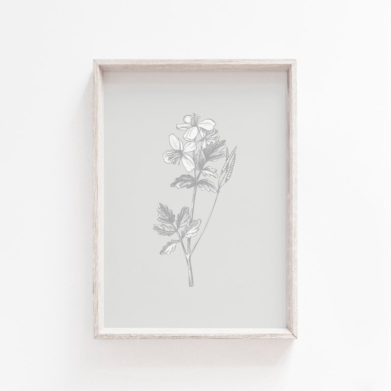 May include: A framed print of a botanical illustration of a flower with gray leaves and white petals on a light gray background.