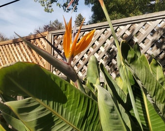 Orange Bird of Paradise (Strelitzia reginae) Tropical Crane Flower seeds