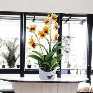 May include: A yellow and maroon orchid plant in a white ceramic pot with a heart-shaped cutout. The plant is sitting on a white table.