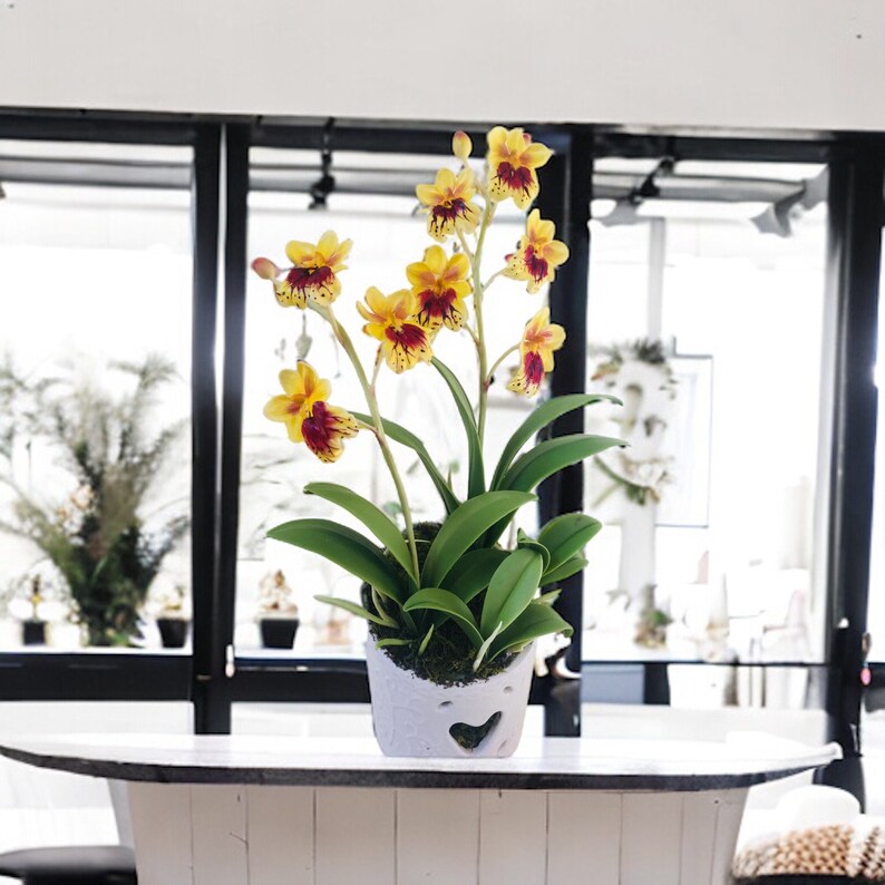 May include: A yellow and maroon orchid plant in a white ceramic pot with a heart-shaped cutout. The plant is sitting on a white table.