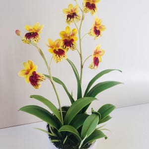 May include: A potted yellow and red orchid plant with green leaves in a white ceramic pot with a heart-shaped cutout.