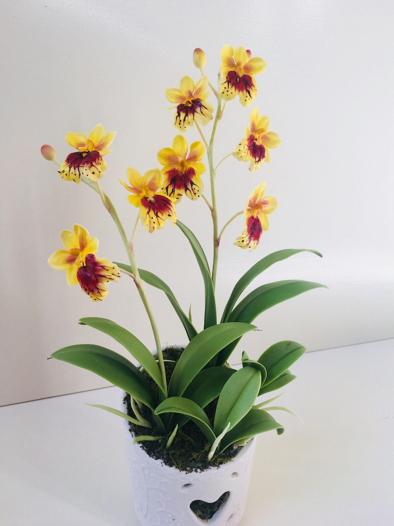 May include: A potted yellow and red orchid plant with green leaves in a white ceramic pot with a heart-shaped cutout.