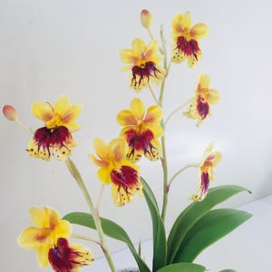 May include: A potted arrangement of yellow and red orchids with green leaves. The orchids have a spotted pattern.