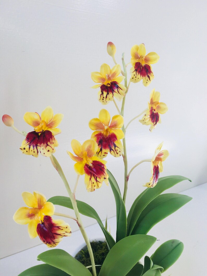 May include: A potted arrangement of yellow and red orchids with green leaves. The orchids have a spotted pattern.