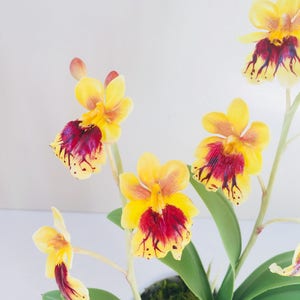 May include: A potted arrangement of yellow and red orchids with green leaves. The orchids have a spotted pattern.