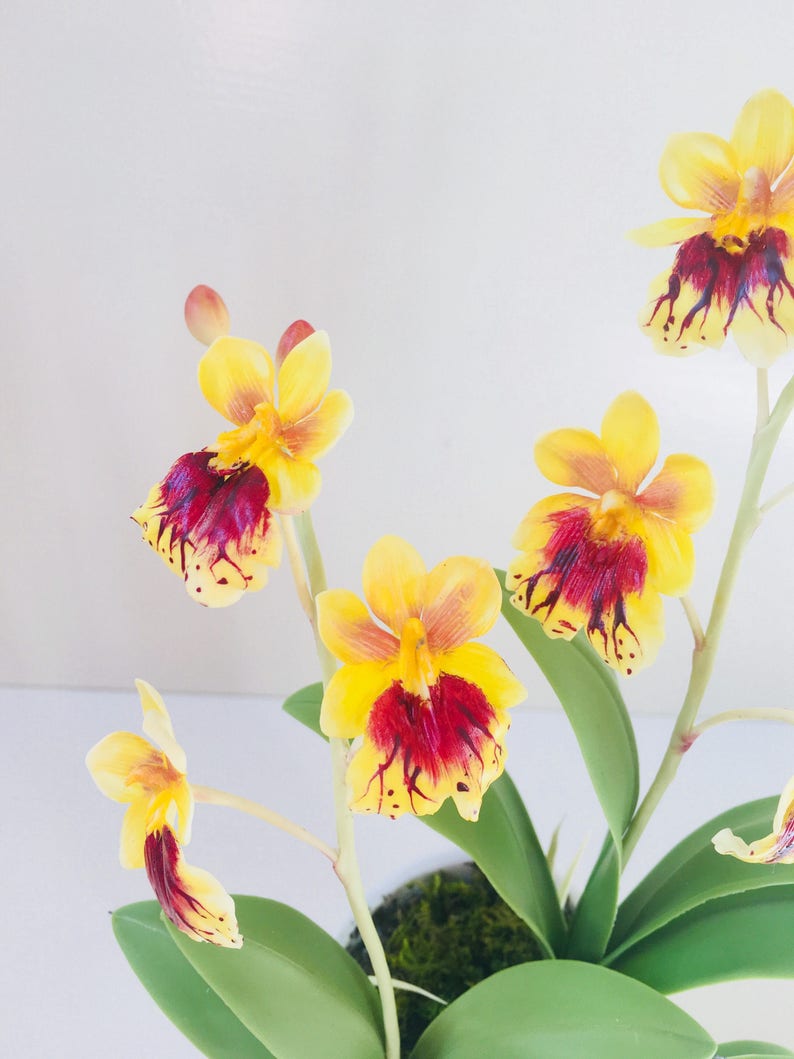 May include: A potted arrangement of yellow and red orchids with green leaves. The orchids have a spotted pattern.