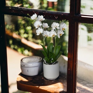 COLD PORCELAIN FLOWER, Memorial Day Flowers, Phalaenopsis Orchid Clay 9 Blooms Flowers, Cold-Porcelain Flowers Arrangement Gif For Brides