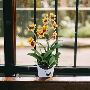May include: A potted orchid plant with yellow and red flowers in a white ceramic pot with a heart-shaped cutout. The plant is sitting on a wooden surface in front of a window.
