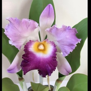 polymer clay flower, polymer clay orchid flower, clay Flower,cold porcelain clay flower,clay flower with stem,flower arrangement