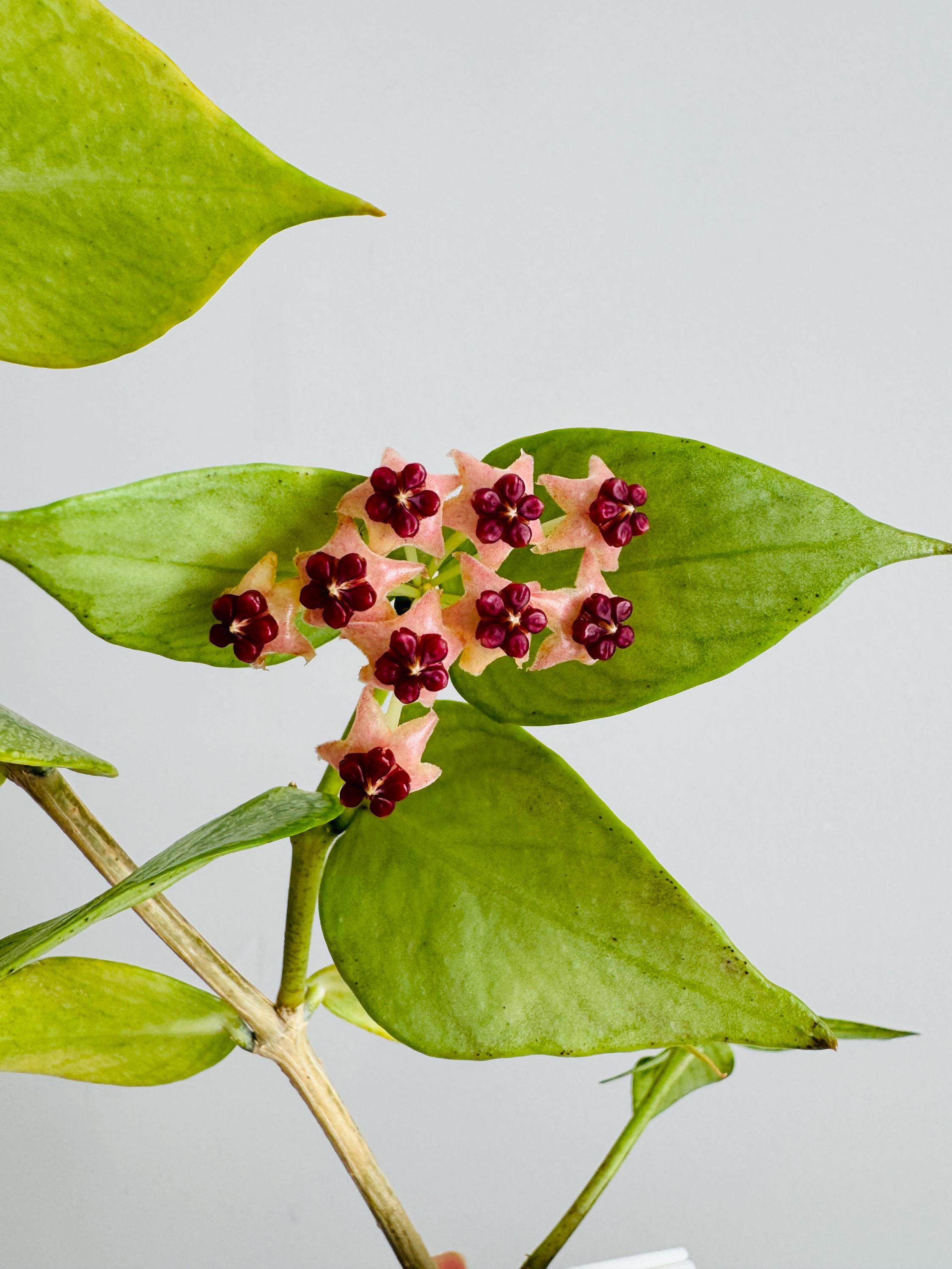 Exact Plant - Hoya Polyneura Broget Silver Splash Rooted