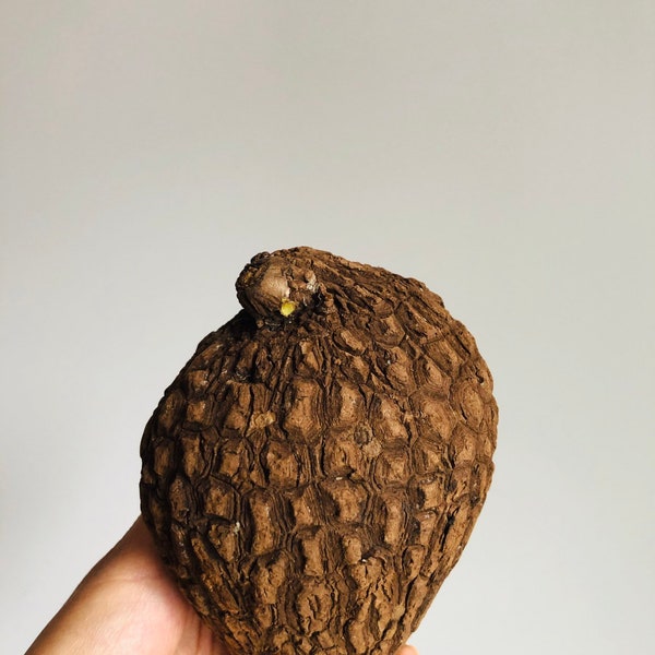 Stephania Suberosa 'Potato' Caudex Plant - Large