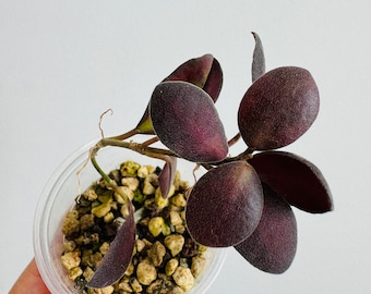 Exact Plant - Hoya Bilobata (formerly Panchoi) Rooted Starter Plant