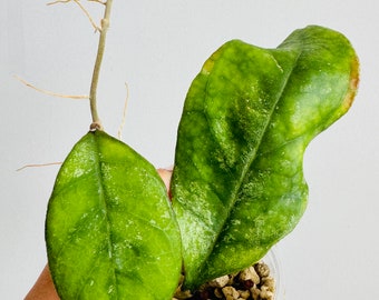 Exact Plant - Hoya sp. Chicken Farm Rooted Plant