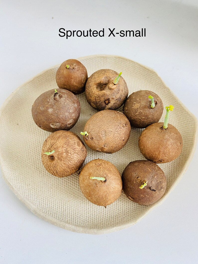 Stephania Erecta 'potato' Caudex Plant Etsy