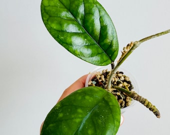 Exact Plant - Hoya sp. RB-Dick (EPC 196) Rooted Starter Plant with Peduncle