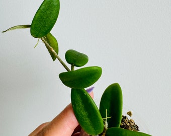 Exact Plant - Hoya Lyi Rooted Plant