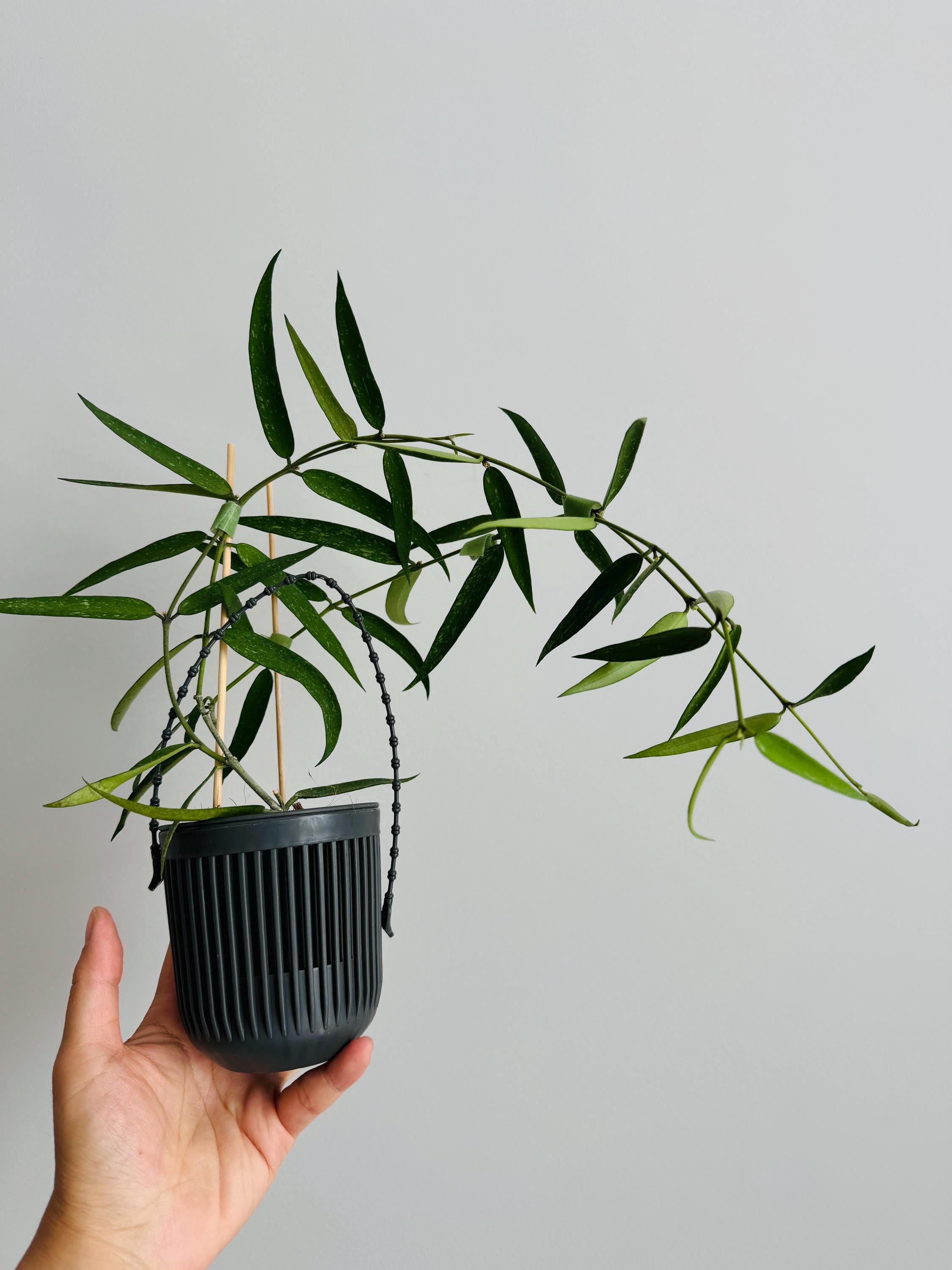 Exact Plant - Hoya Pandurata Ssp. Angustifolia (burmanica) Rooted