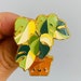 Monstera Deliciosa Borsigiana Albo Variegata Variegated Plant Enamel Pin 