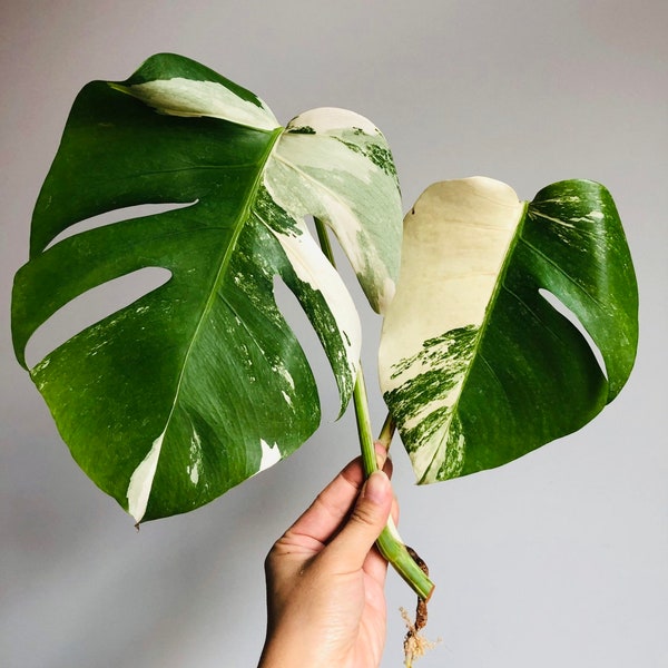 Monstera Borsigiana Albo Variegata Variegated Plant