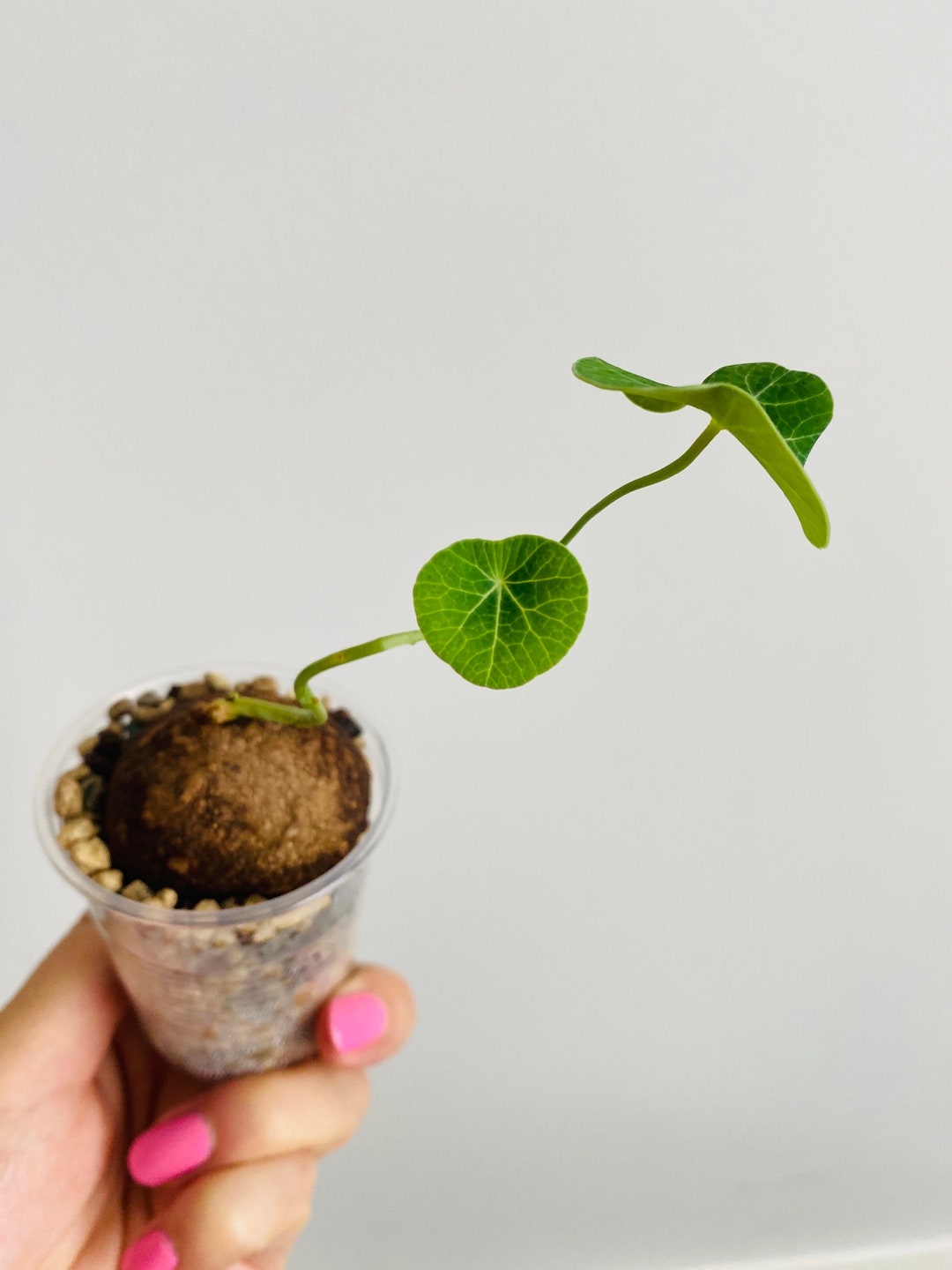 Exact Plant Stephania Erecta 'potato' Caudex Plant Etsy
