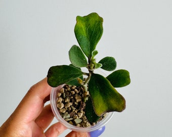 Exact Plant - Hoya Manipurensis Rooted Starter Plant with peduncle