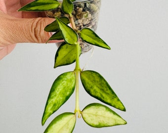 Exact Plant - Hoya Bella ‘Lida Bois’ aka ‘Luis Bois’ Inner Variegated Rooted Plant
