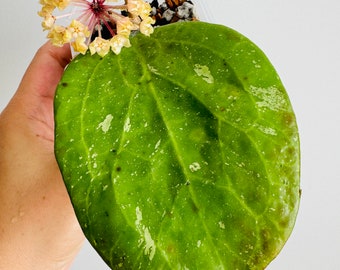 Exact Plant - Hoya cv. Michele MB1255 Rooted Starter Plant