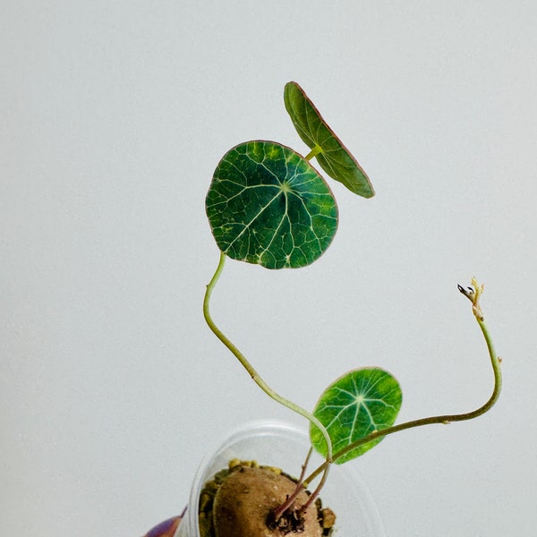 Exact Plant - Stephania erecta 'Potato' Caudex Plant - Sprouted with foliage