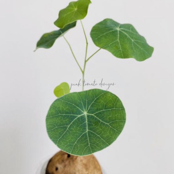 Stephania Erecta 'Potato' Caudex Plant