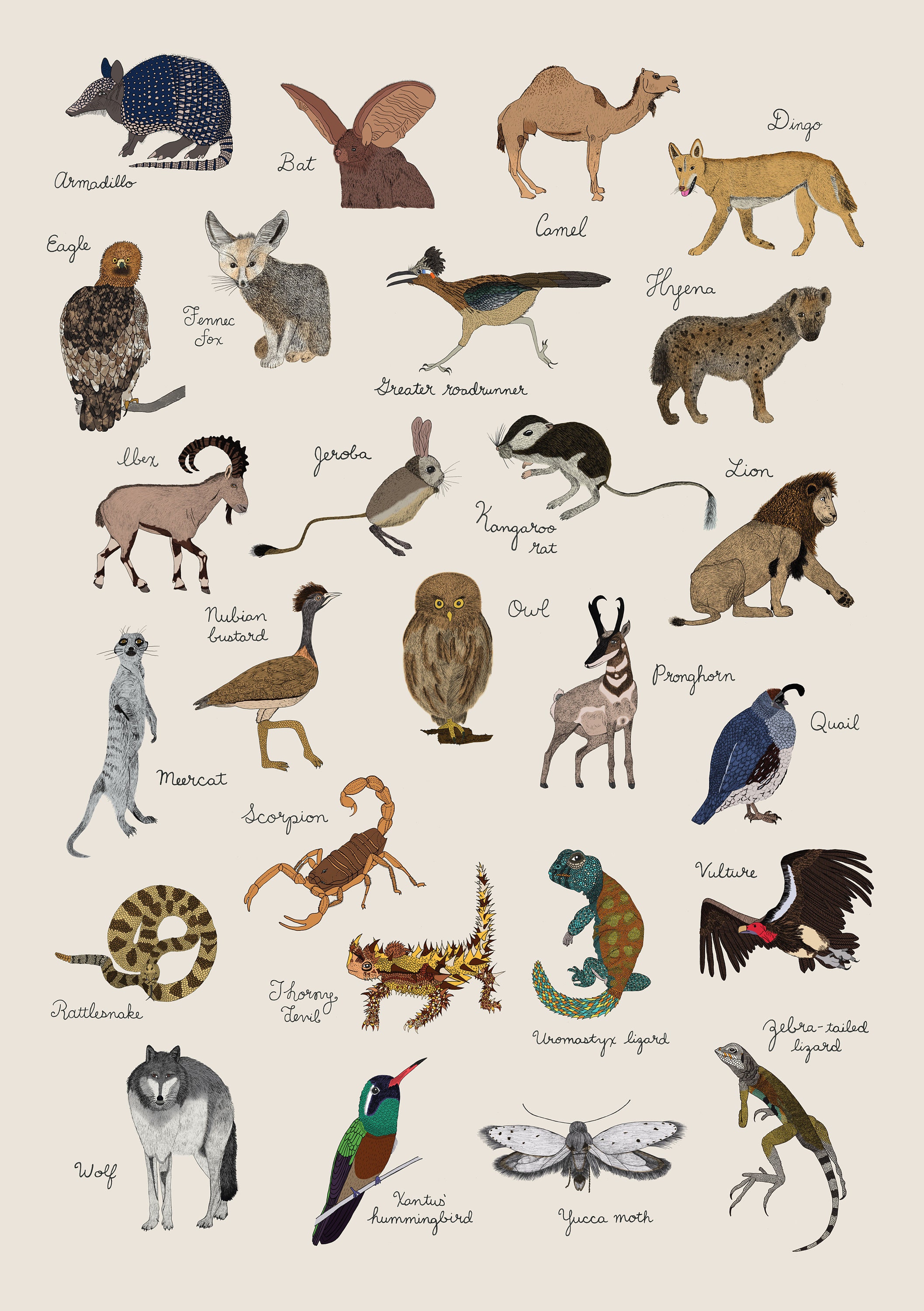 Desert Animals Illustrated Poster - Etsy Australia Desert Animals Illustrated Poster - Etsy Australia