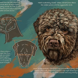 Puede incluir: Una ilustración detallada de la cabeza de un perro Lagotto Romagnolo marrón y blanco. La ilustración muestra los rasgos faciales del perro, incluyendo su nariz, ojos y bigotes. El texto describe la forma de la cabeza del perro y sus características.