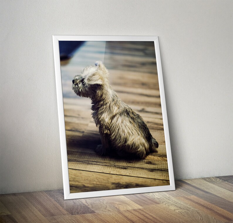 May include: A small, fluffy, white and gray dog sits on a wooden floor. The dog is looking up and to the left of the frame.