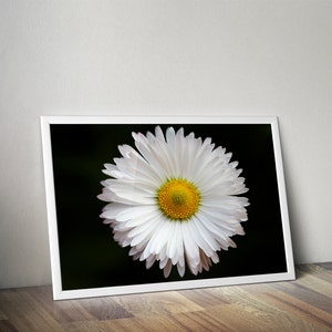 May include: A close-up of a white daisy with a yellow center against a black background. The daisy is in focus and the background is blurred.