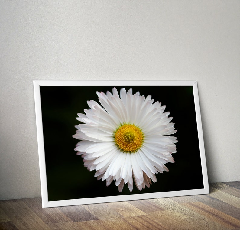 May include: A close-up of a white daisy with a yellow center against a black background. The daisy is in focus and the background is blurred.