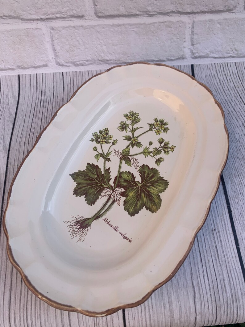 Old oval dish for vegetables meat/ADP Alchemilla vulgaris Botany France Haute Provence image 3
