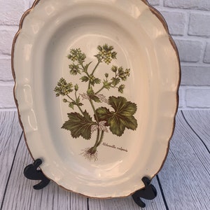 Old oval dish for vegetables meat/ADP Alchemilla vulgaris Botany France Haute Provence image 2