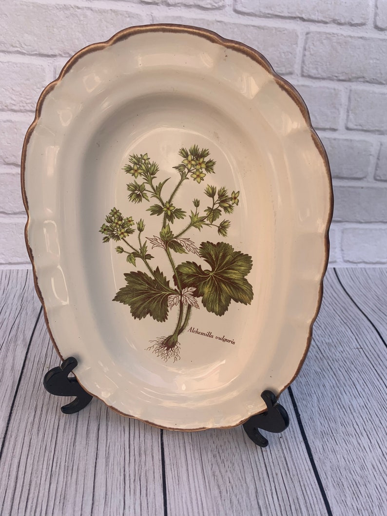 Old oval dish for vegetables meat/ADP Alchemilla vulgaris Botany France Haute Provence image 2