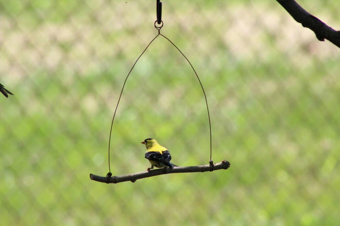 2 Bird Swing Outdoor Accessories Birding Bird Feeders Etsy