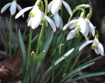 Galanthus nivalis (bulbs), common snowdrop.