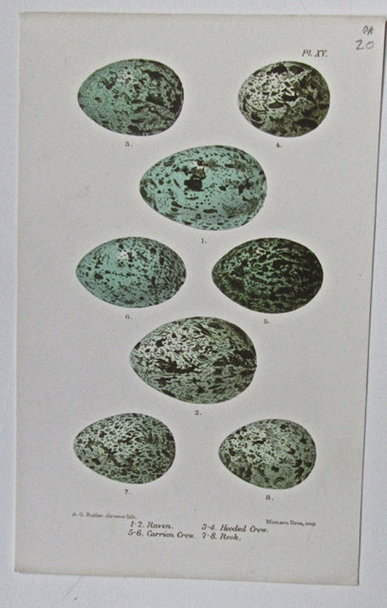 1880 Six Pages from British Birds/' Eggs