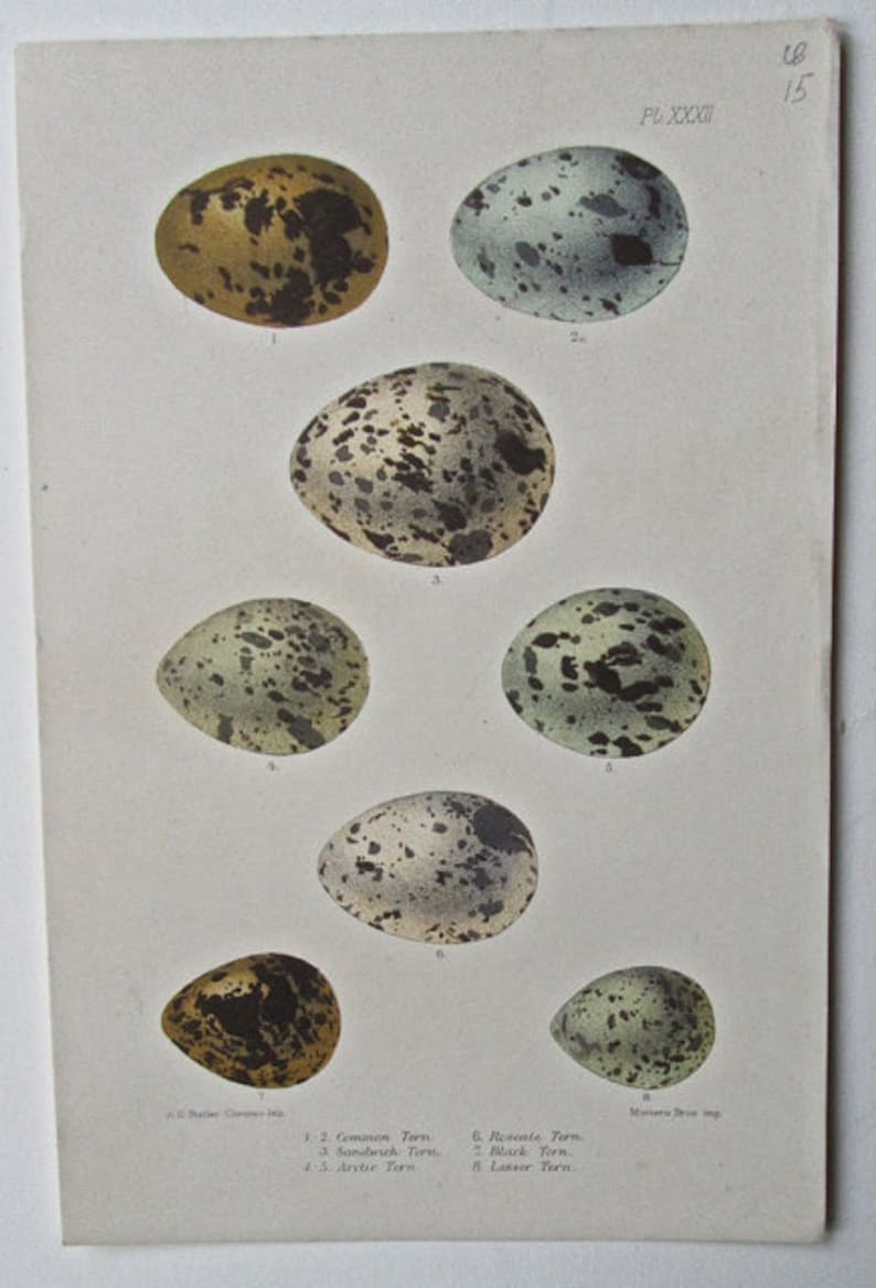 1880 Six Pages from British Birds/' Eggs