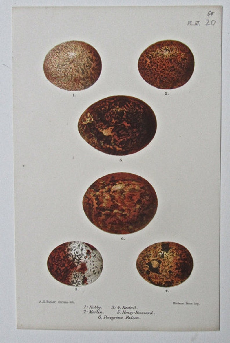 1880 Six Pages from British Birds/' Eggs