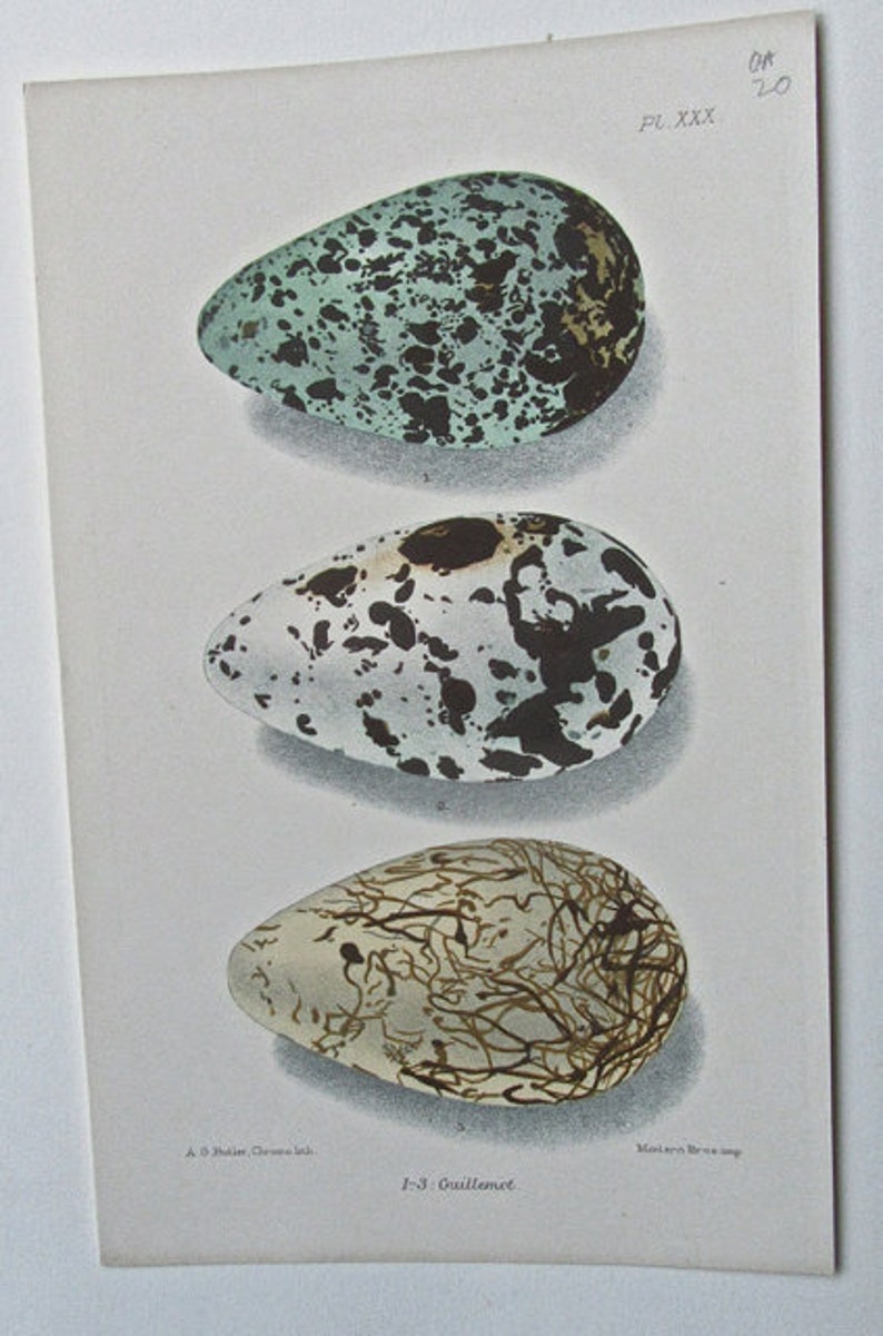 1880 Six Pages from British Birds/' Eggs
